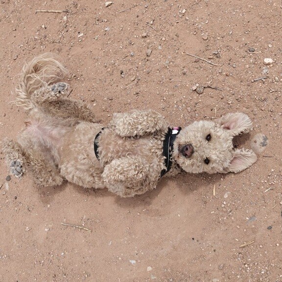 At play in an arroyo